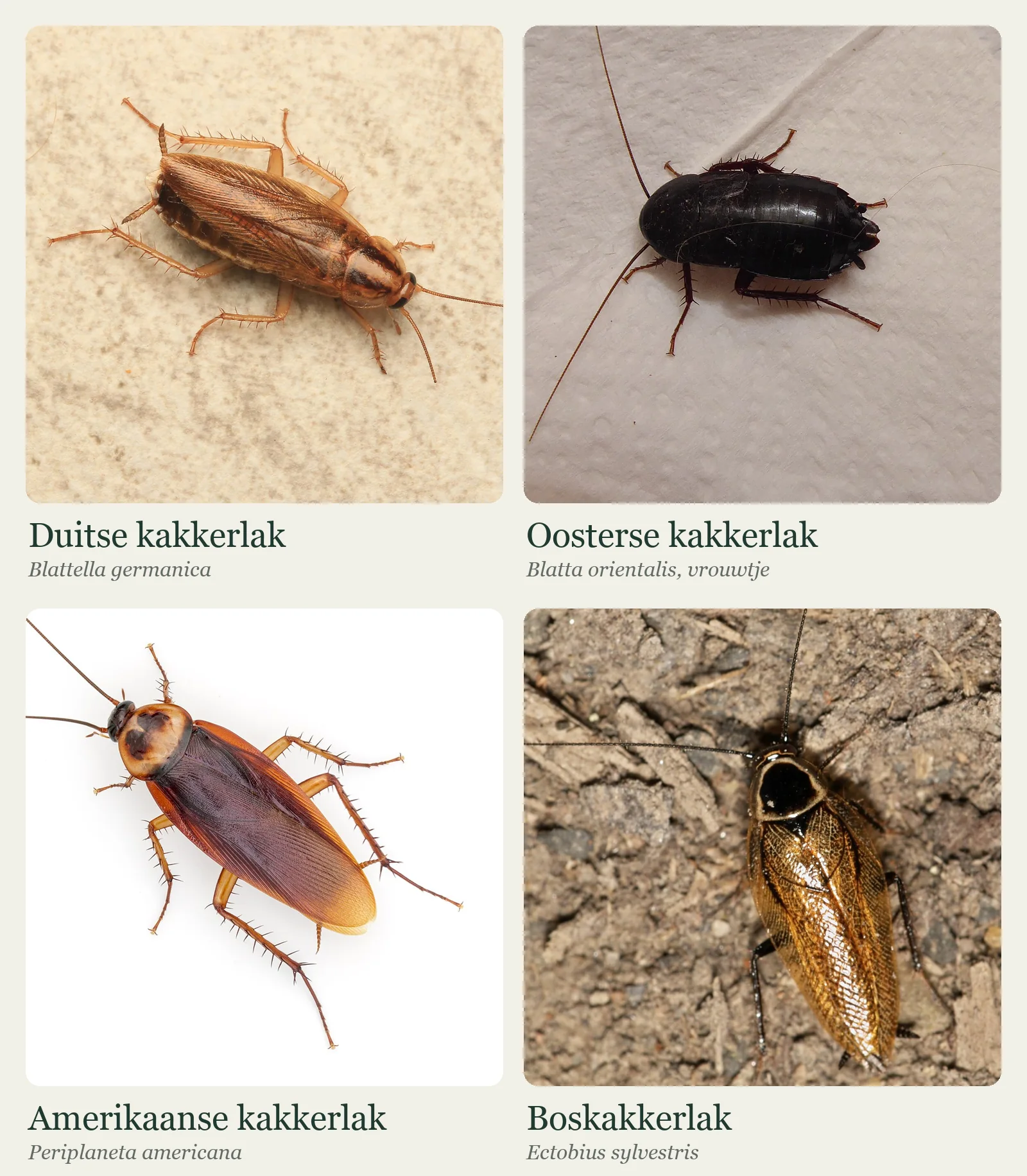 Fotogrid van de Duitse kakkerlak, oosterse kakkerlak, Amerikaanse kakkerlak en boskakkerlak