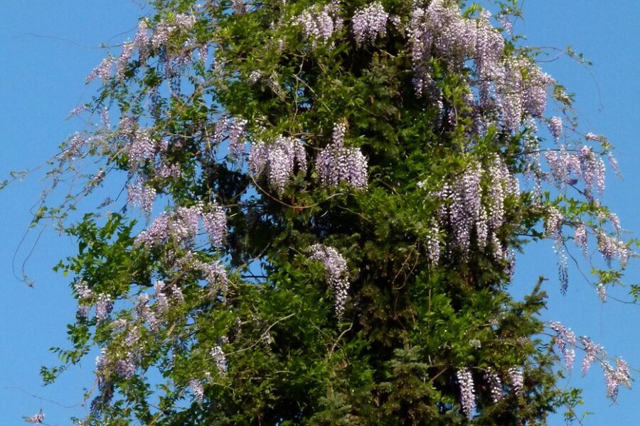 Volgroeide blauwe regen Wisteria sinensis die door een boom klimt