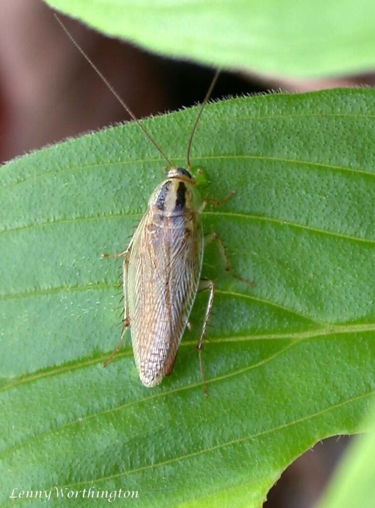 Duitse kakkerlak Blattella germanica van dichtbij