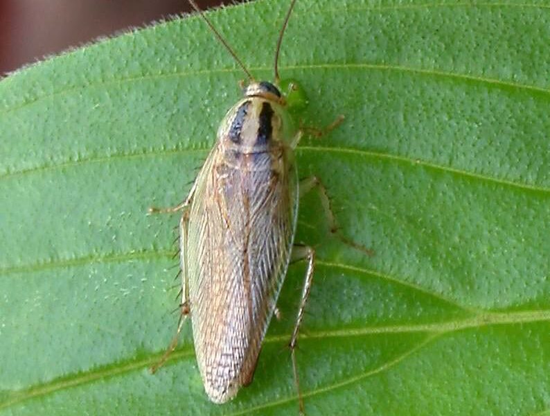 Duitse kakkerlak Blattella germanica van dichtbij