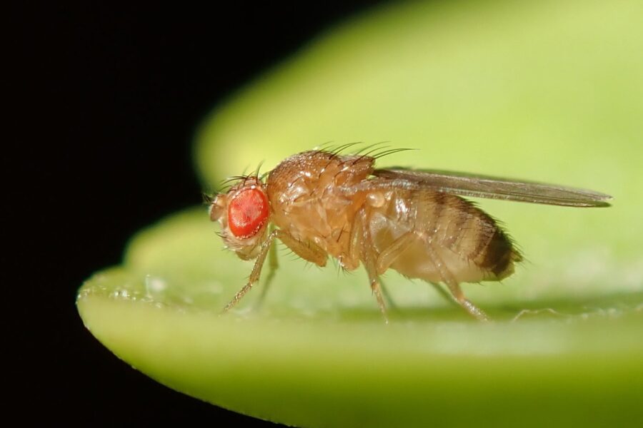 Gewone fruitvlieg Drosophila melanogaster van dichtbij