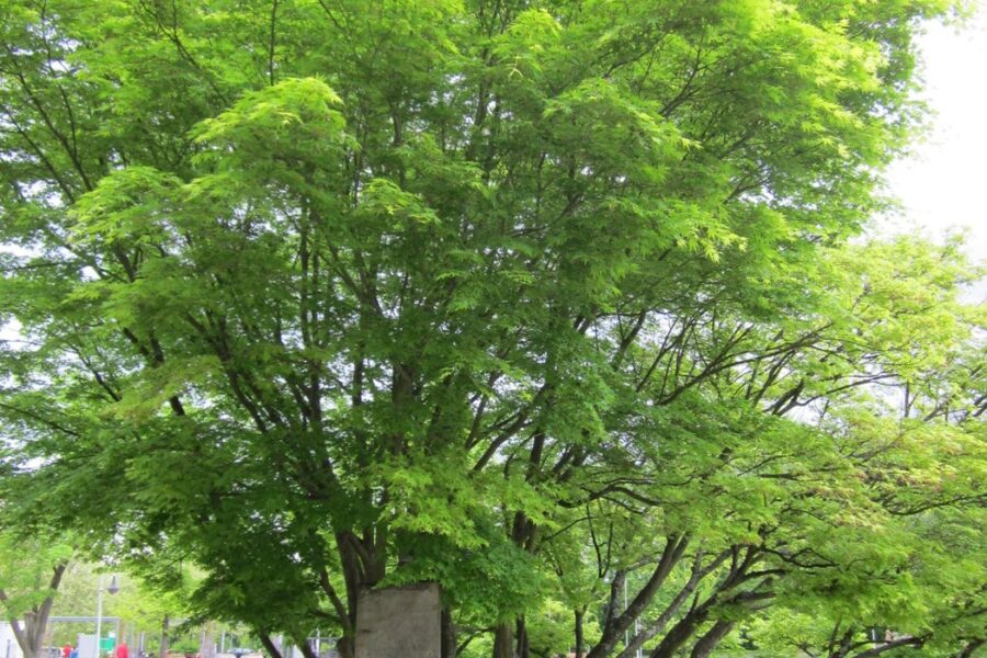 Volgroeide Japanse esdoorn Acer palmatum met natuurlijke kroonvorm