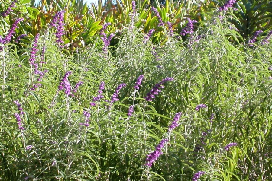 Bloeiende lavendelstruik in de tuin