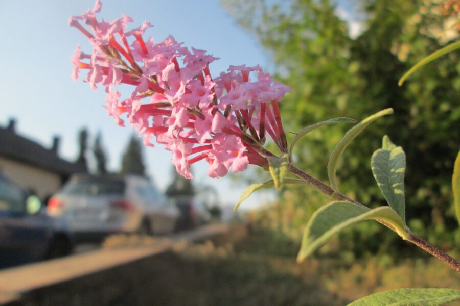 Volgroeide vlinderstruik Buddleja davidii in bloei