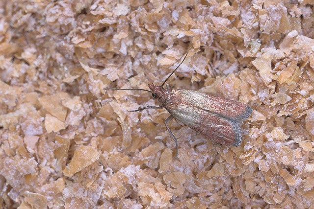 Volwassen Indische meelmot Plodia interpunctella