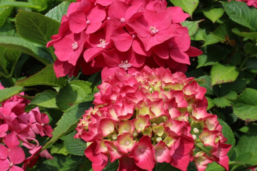 Hortensia Hydrangea macrophylla met knoppen en volgroeide bloemen