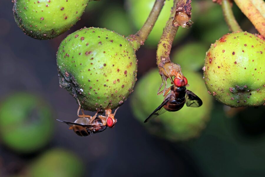 Wesp op een stuk rijp fruit op een tuintafel