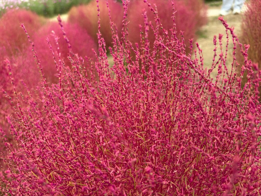 Alsemambrosia met fijn geveerd blad en groene bloemtrossen in een tuin