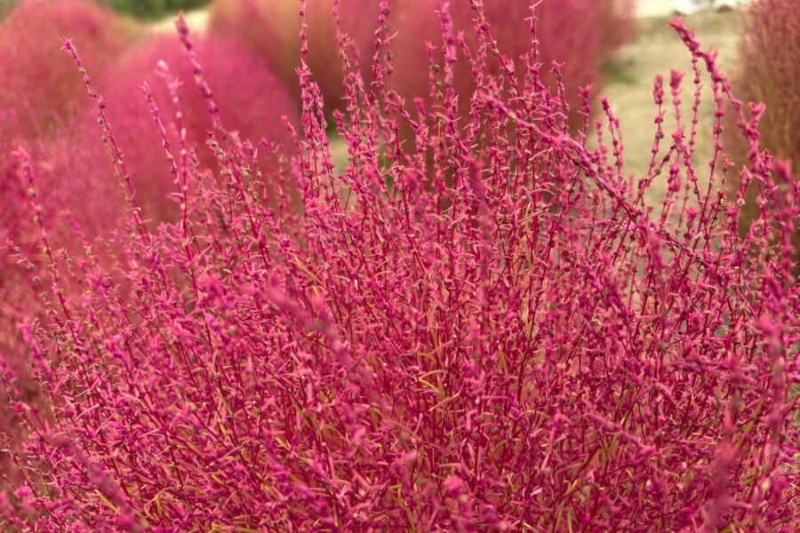 Alsemambrosia met fijn geveerd blad en groene bloemtrossen in een tuin