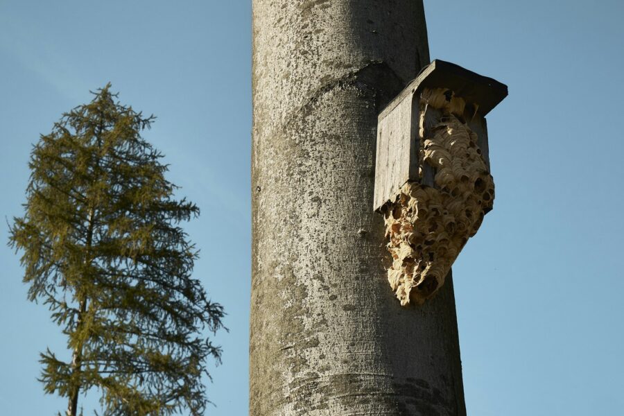 Een groot hoornaarsnest hoog in een boom