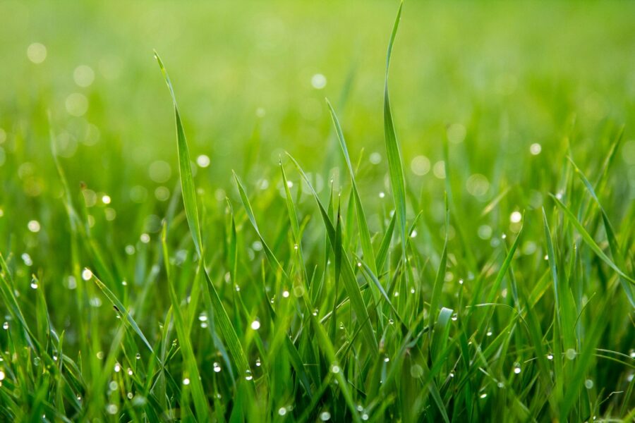 Gazon met een kale plek waar nieuw graszaad is gestrooid