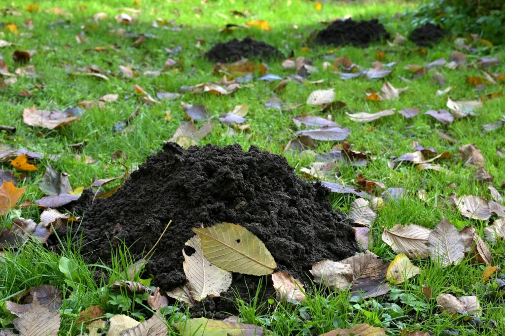 Verse molshopen in een groen gazon