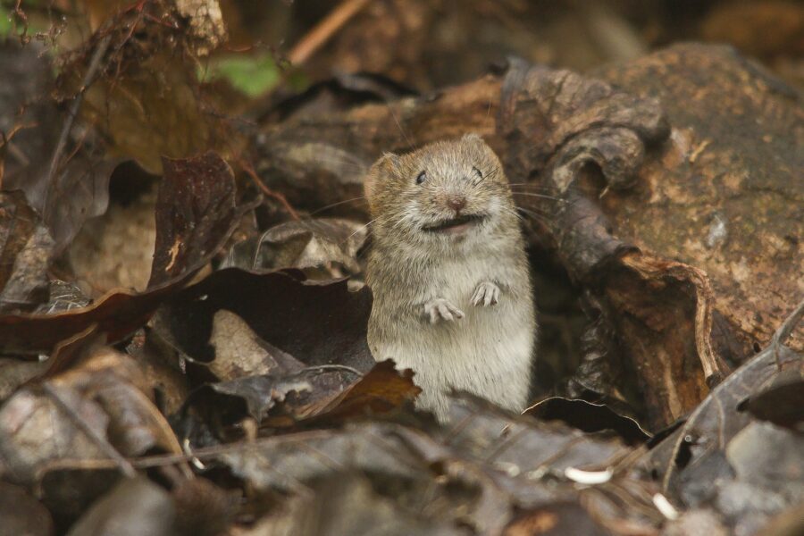 Een wilde muis tussen bladeren op de grond