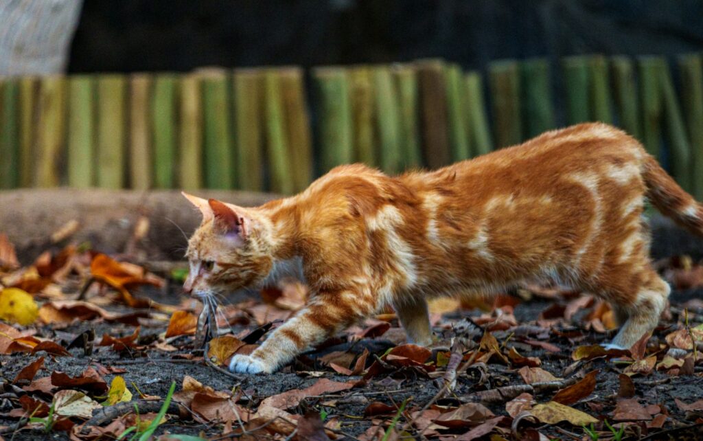 Huismuis langs een plint op een houten vloer