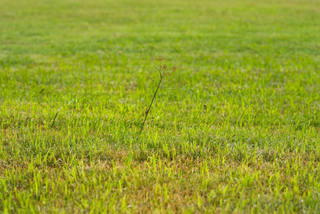 Veldmuis tussen het gras in een weiland