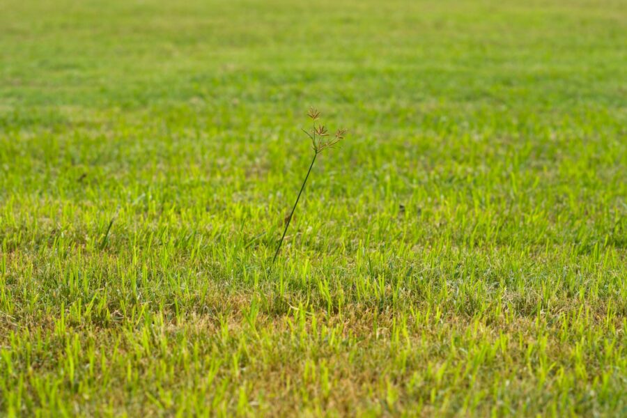 Veldmuis tussen het gras in een weiland