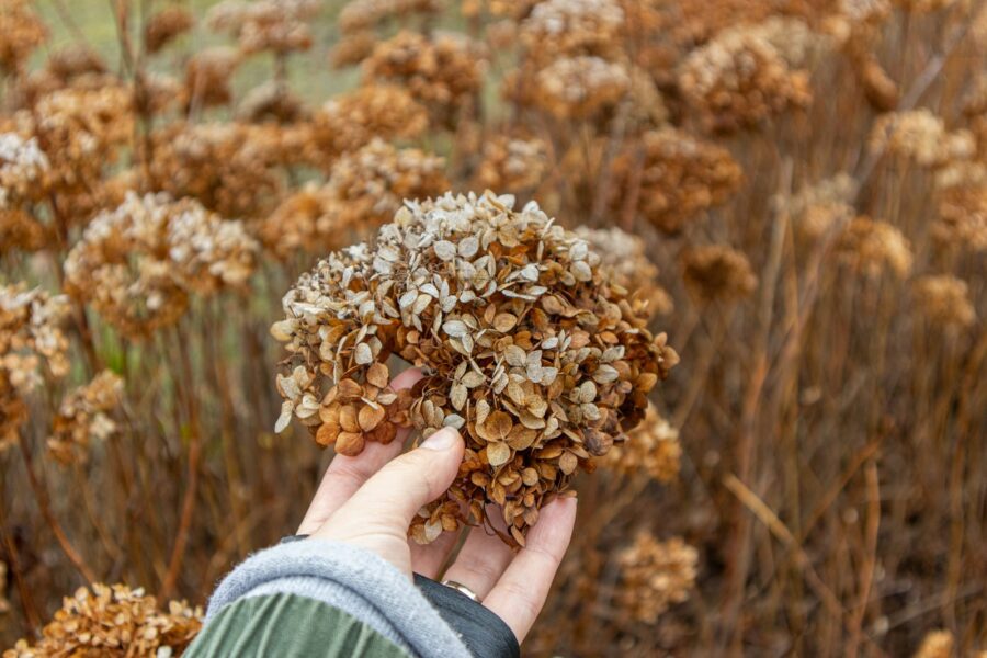 Uitgebloeide hortensia met bruine bloemen in een herfsttuin