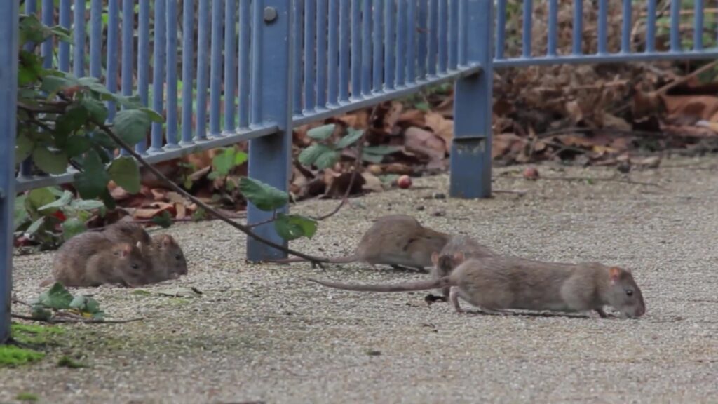 Bruine ratten op een tuinpad langs een hek