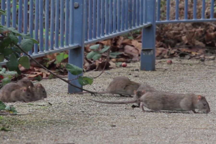 Bruine ratten op een tuinpad langs een hek