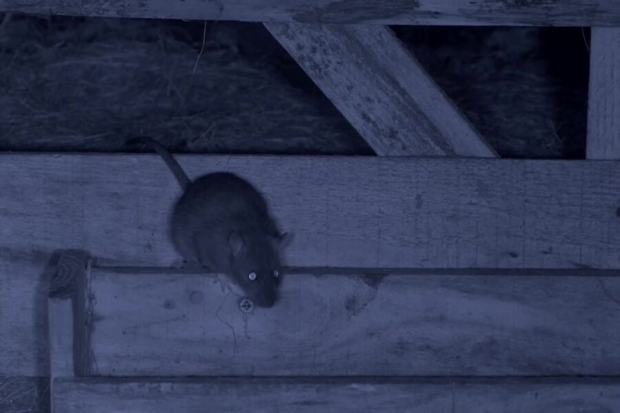 Een bruine rat loopt over een houten balk in een schuur