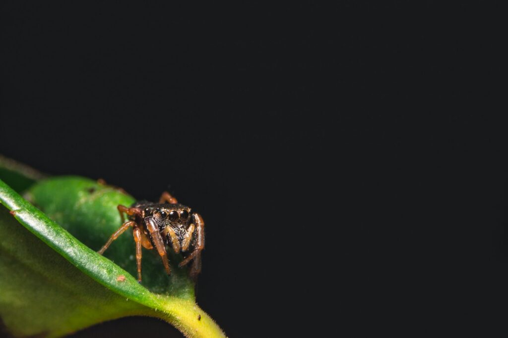 Kamerplant met fijne spinsels van spint tussen de bladeren