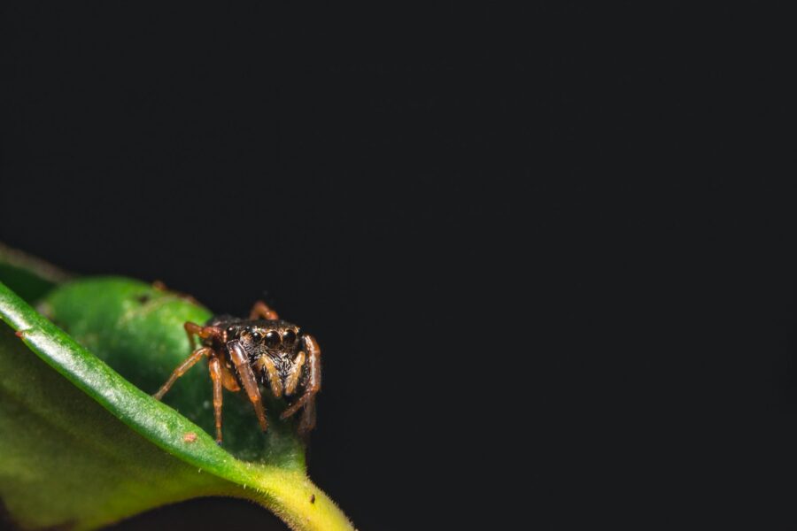 Kamerplant met fijne spinsels van spint tussen de bladeren
