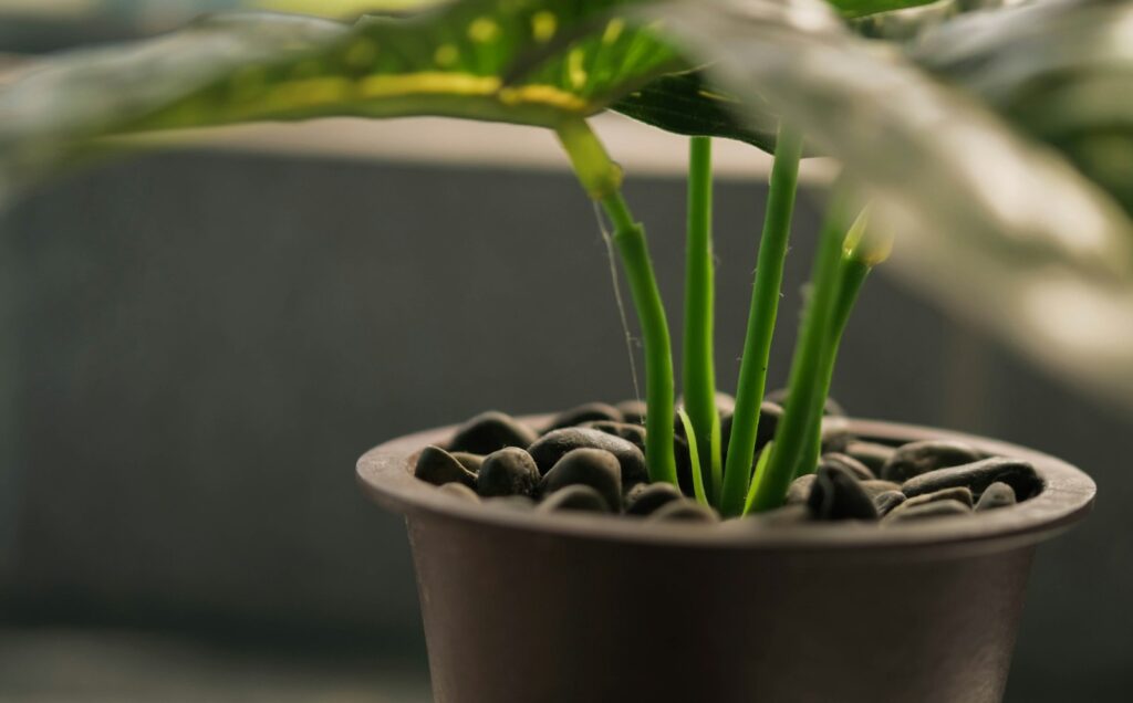 Kamerplant in een pot met vochtige potgrond op een vensterbank