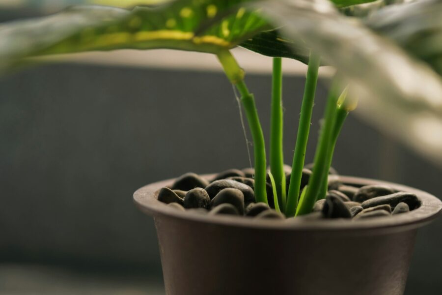 Kamerplant in een pot met vochtige potgrond op een vensterbank