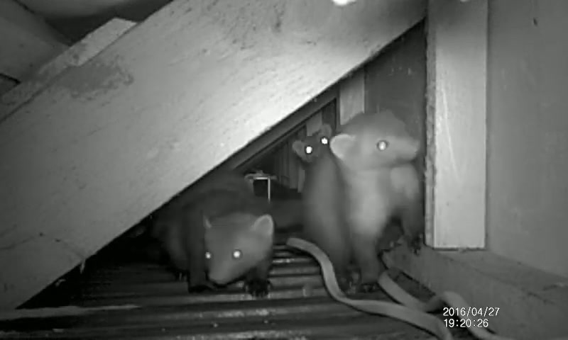 Jonge steenmarters onder een dakbeschot, vastgelegd met een wildcamera