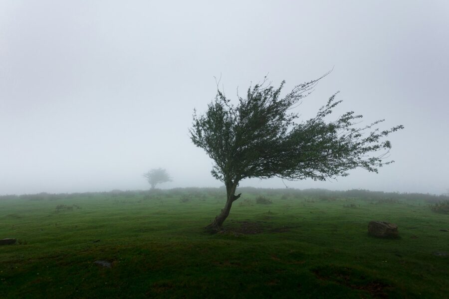 Bomen buigen door harde wind bij een woonhuis