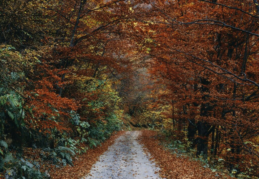 Gevallen herfstblad op een tuinpad na een stormachtige nacht