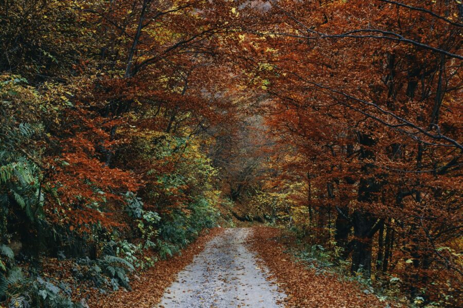 Gevallen herfstblad op een tuinpad na een stormachtige nacht