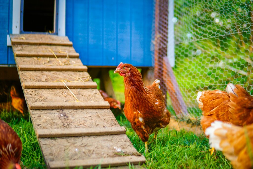 Kippen in een overdekte ren achter in een tuin