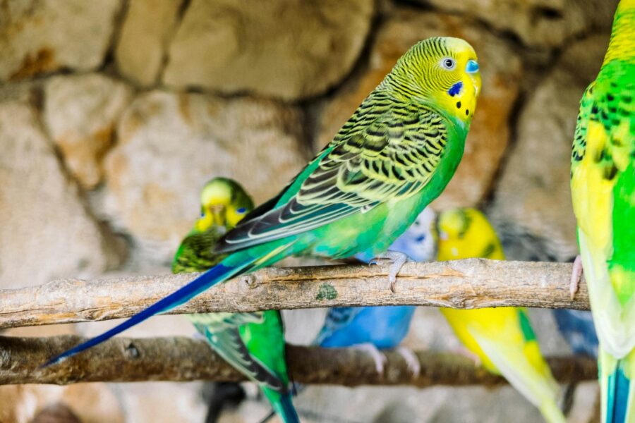 Vogelkooi met parkieten in een lichte woonkamer