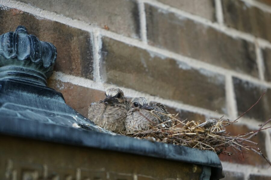 Vogelnest onder de dakpannen van een woonhuis